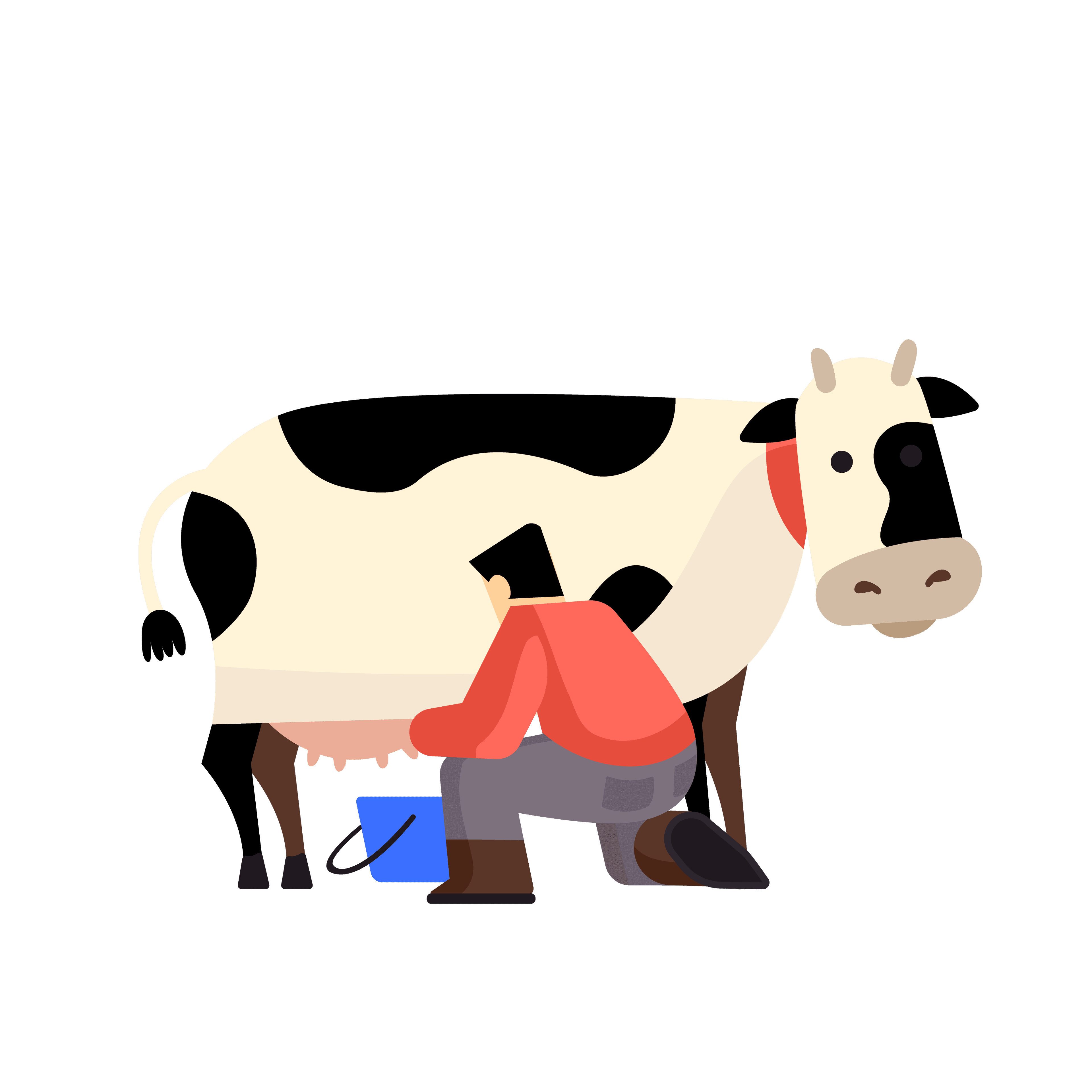 Sapi dan ember susu segar